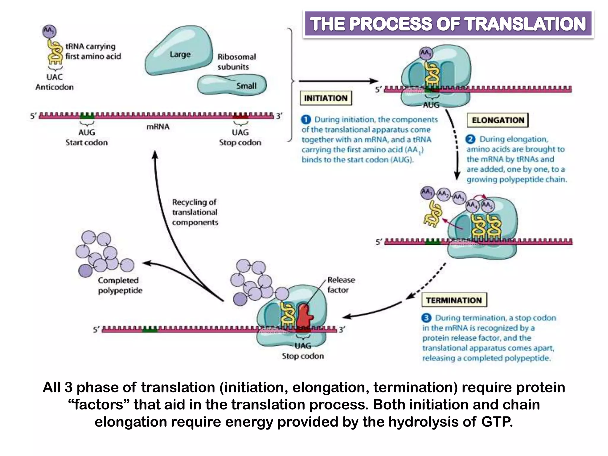 All 3 phase of translation (initiation, elongation, termination) require protein
    “factors” that aid in the translation process. Both initiation and chain
        elongation require energy provided by the hydrolysis of GTP.
 
