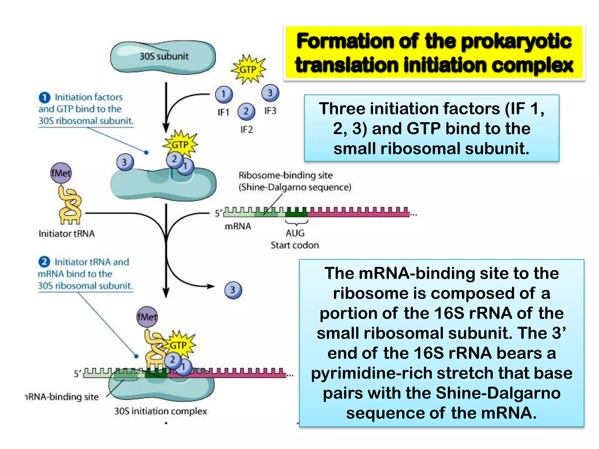 Three initiation factors (IF 1,
  2, 3) and GTP bind to the
  small ribosomal subunit.




  The mRNA-binding site to the
   ribosome is composed of a
 portion of the 16S rRNA of the
 small ribosomal subunit. The 3’
  end of the 16S rRNA bears a
pyrimidine-rich stretch that base
  pairs with the Shine-Dalgarno
     sequence of the mRNA.
 