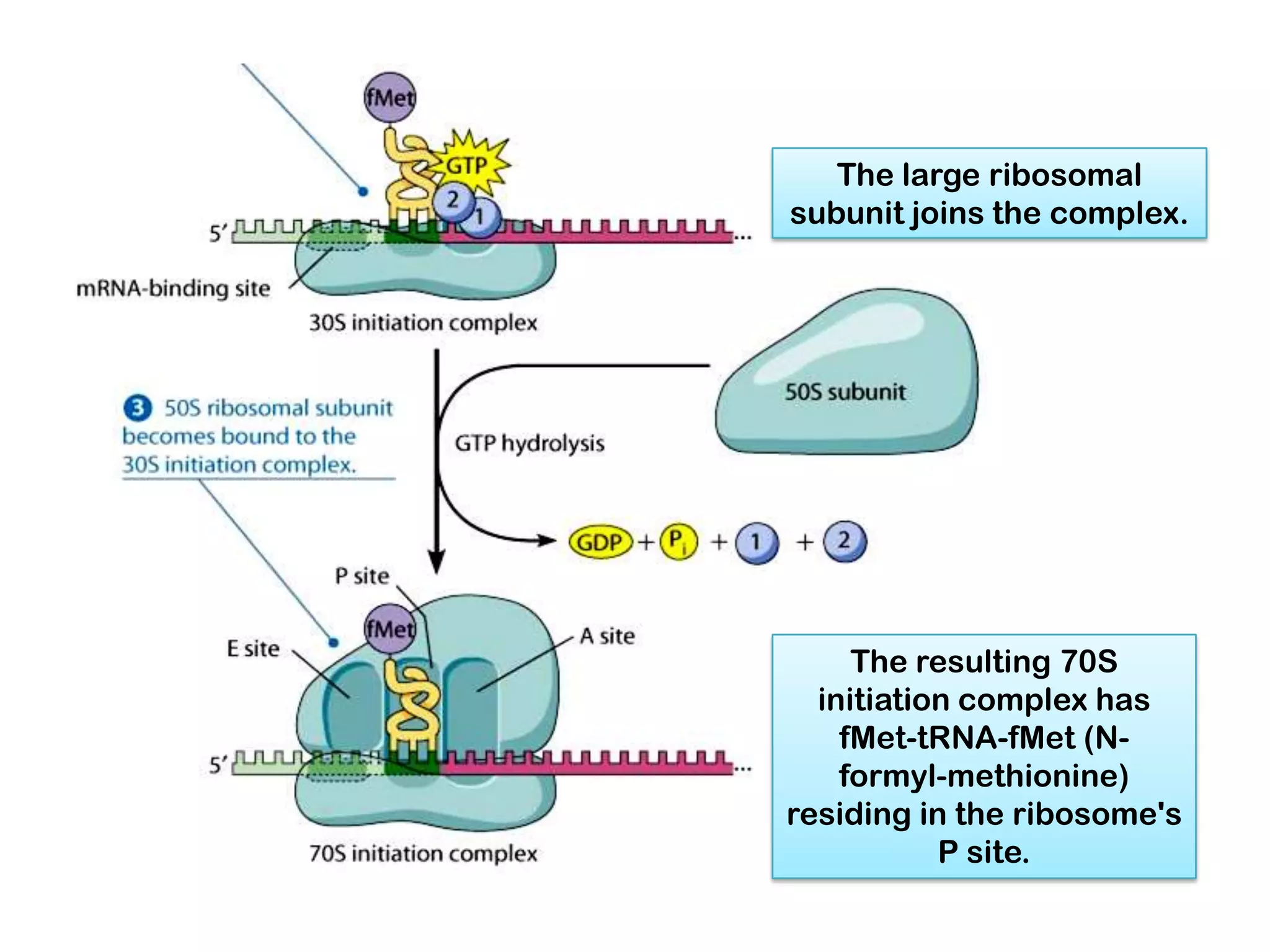 The large ribosomal
subunit joins the complex.




     The resulting 70S
  initiation complex has
    fMet-tRNA-fMet (N-
    formyl-methionine)
residing in the ribosome's
           P site.
 