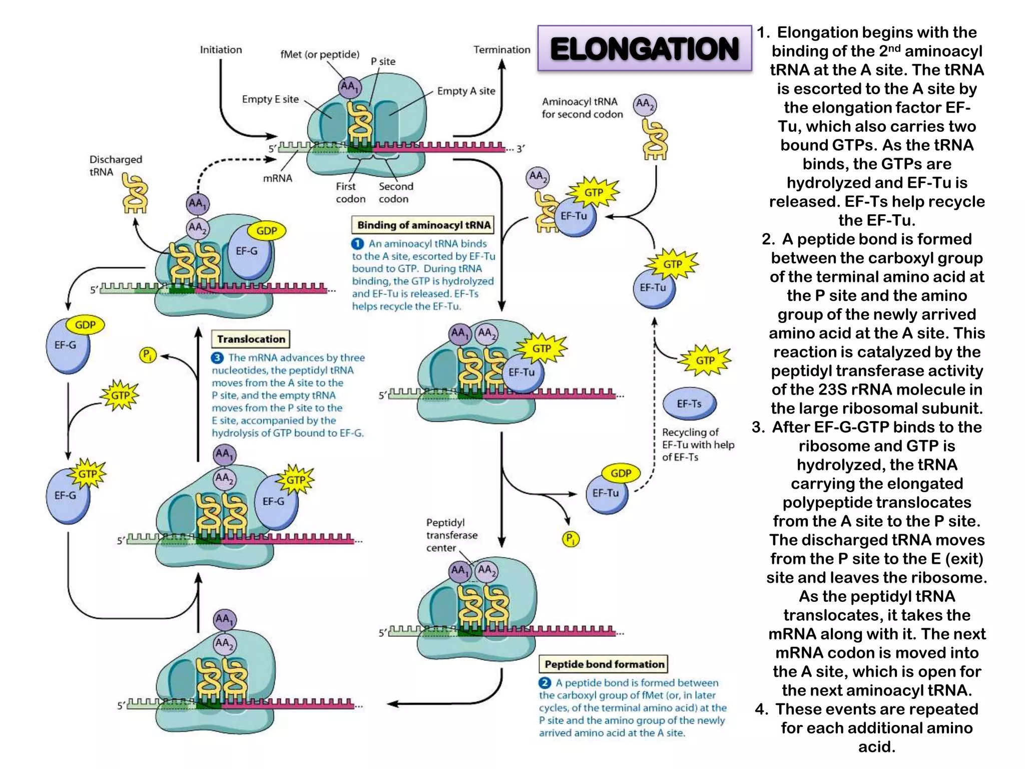 1. Elongation begins with the
    binding of the 2nd aminoacyl
   tRNA at the A site. The tRNA
      is escorted to the A site by
        the elongation factor EF-
      Tu, which also carries two
       bound GTPs. As the tRNA
            binds, the GTPs are
        hydrolyzed and EF-Tu is
   released. EF-Ts help recycle
                the EF-Tu.
  2. A peptide bond is formed
    between the carboxyl group
   of the terminal amino acid at
         the P site and the amino
      group of the newly arrived
   amino acid at the A site. This
     reaction is catalyzed by the
    peptidyl transferase activity
    of the 23S rRNA molecule in
    the large ribosomal subunit.
3. After EF-G-GTP binds to the
           ribosome and GTP is
           hydrolyzed, the tRNA
          carrying the elongated
       polypeptide translocates
    from the A site to the P site.
   The discharged tRNA moves
    from the P site to the E (exit)
   site and leaves the ribosome.
           As the peptidyl tRNA
       translocates, it takes the
   mRNA along with it. The next
     mRNA codon is moved into
    the A site, which is open for
       the next aminoacyl tRNA.
4. These events are repeated
       for each additional amino
                    acid.
 