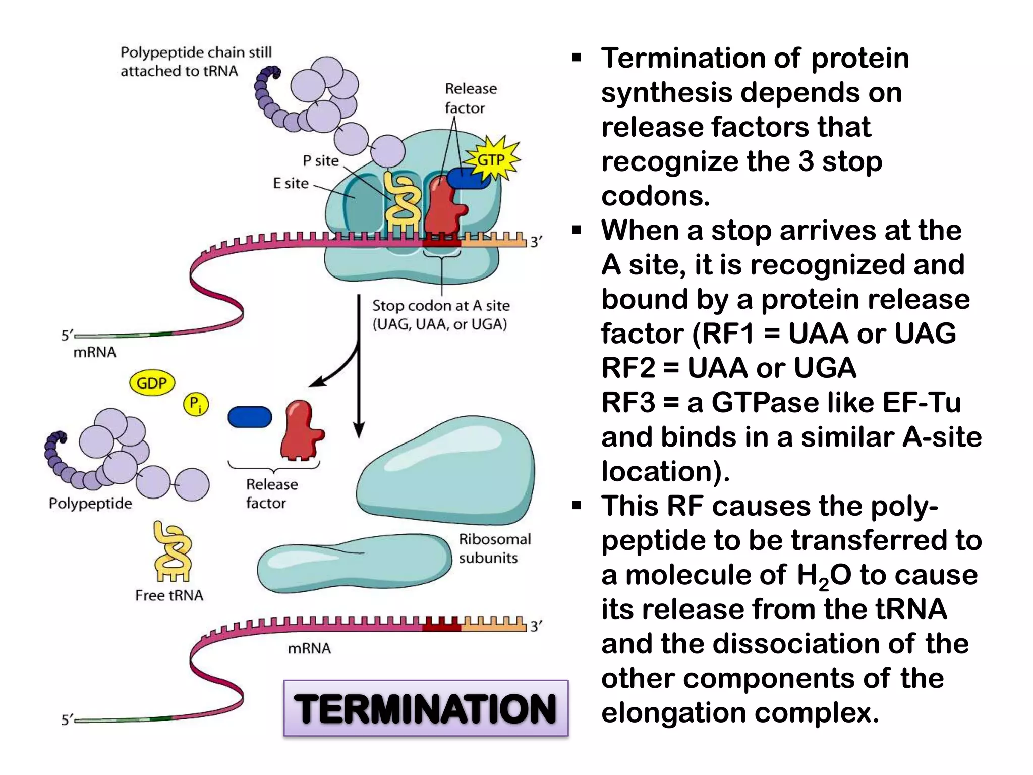  Termination of protein
  synthesis depends on
  release factors that
  recognize the 3 stop
  codons.
 When a stop arrives at the
  A site, it is recognized and
  bound by a protein release
  factor (RF1 = UAA or UAG
  RF2 = UAA or UGA
  RF3 = a GTPase like EF-Tu
  and binds in a similar A-site
  location).
 This RF causes the poly-
  peptide to be transferred to
  a molecule of H2O to cause
  its release from the tRNA
  and the dissociation of the
  other components of the
  elongation complex.
 