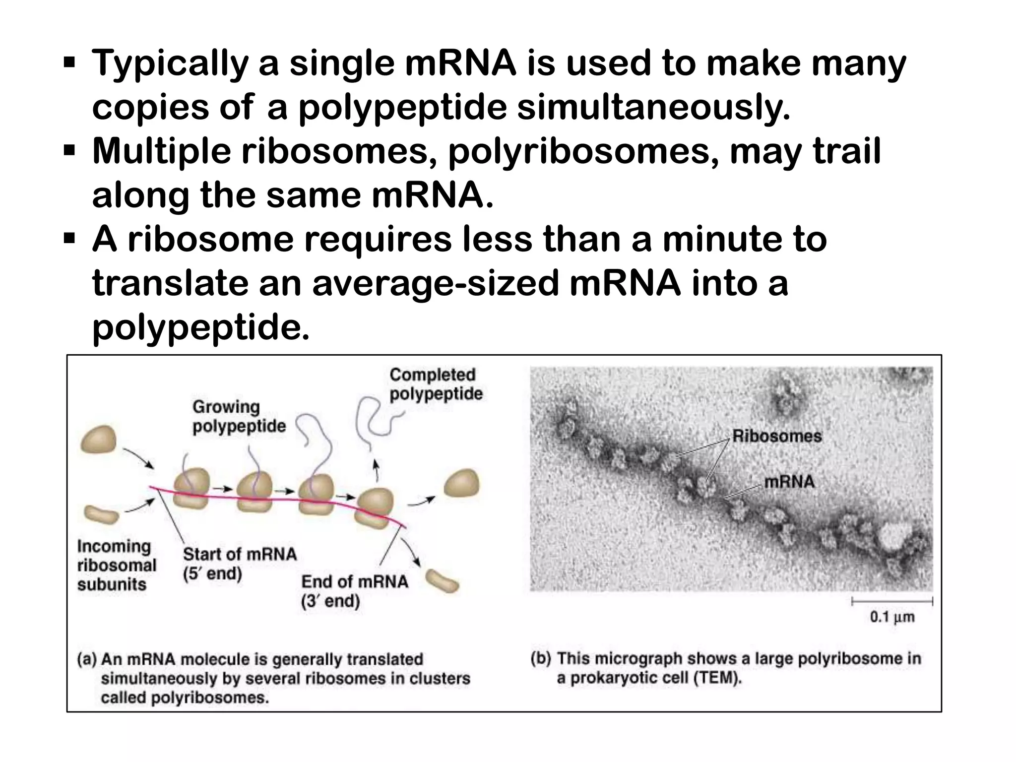 Typically a single mRNA is used to make many
  copies of a polypeptide simultaneously.
 Multiple ribosomes, polyribosomes, may trail
  along the same mRNA.
 A ribosome requires less than a minute to
  translate an average-sized mRNA into a
  polypeptide.
 
