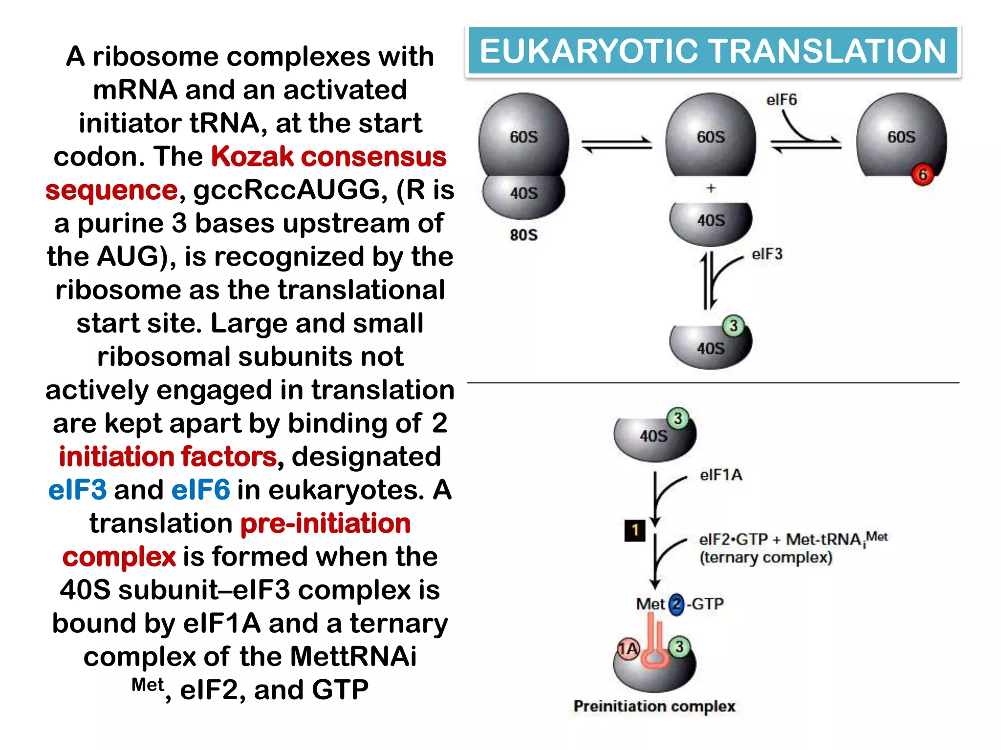 A ribosome complexes with     EUKARYOTIC TRANSLATION
     mRNA and an activated
   initiator tRNA, at the start
 codon. The Kozak consensus
sequence, gccRccAUGG, (R is
 a purine 3 bases upstream of
the AUG), is recognized by the
 ribosome as the translational
   start site. Large and small
     ribosomal subunits not
actively engaged in translation
 are kept apart by binding of 2
 initiation factors, designated
eIF3 and eIF6 in eukaryotes. A
    translation pre-initiation
  complex is formed when the
 40S subunit–eIF3 complex is
 bound by eIF1A and a ternary
    complex of the MettRNAi
        Met, eIF2, and GTP
 