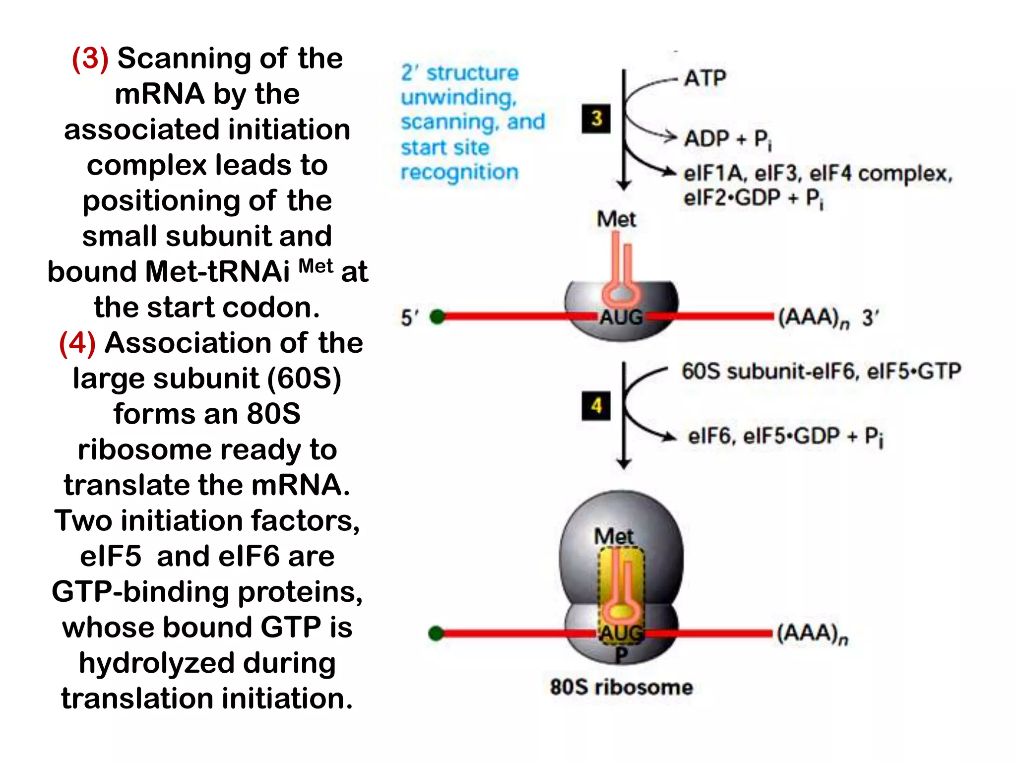 (3) Scanning of the
      mRNA by the
  associated initiation
    complex leads to
   positioning of the
   small subunit and
bound Met-tRNAi Met at
    the start codon.
 (4) Association of the
  large subunit (60S)
      forms an 80S
   ribosome ready to
 translate the mRNA.
Two initiation factors,
   eIF5 and eIF6 are
GTP-binding proteins,
 whose bound GTP is
   hydrolyzed during
 translation initiation.
 