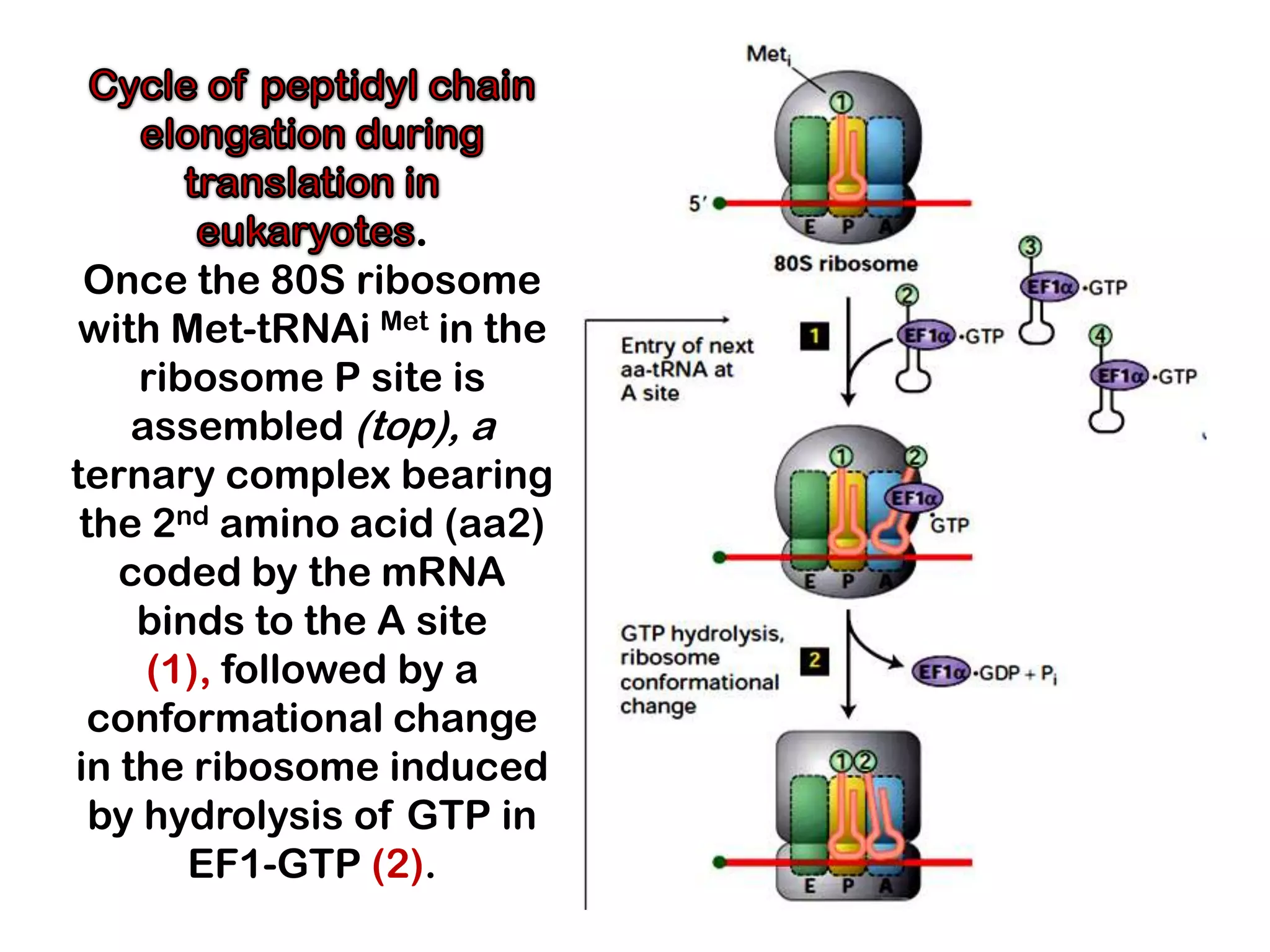 .
 Once the 80S ribosome
with Met-tRNAi Met in the
    ribosome P site is
    assembled (top), a
ternary complex bearing
 the 2nd amino acid (aa2)
   coded by the mRNA
    binds to the A site
     (1), followed by a
  conformational change
in the ribosome induced
  by hydrolysis of GTP in
       EF1-GTP (2).
 