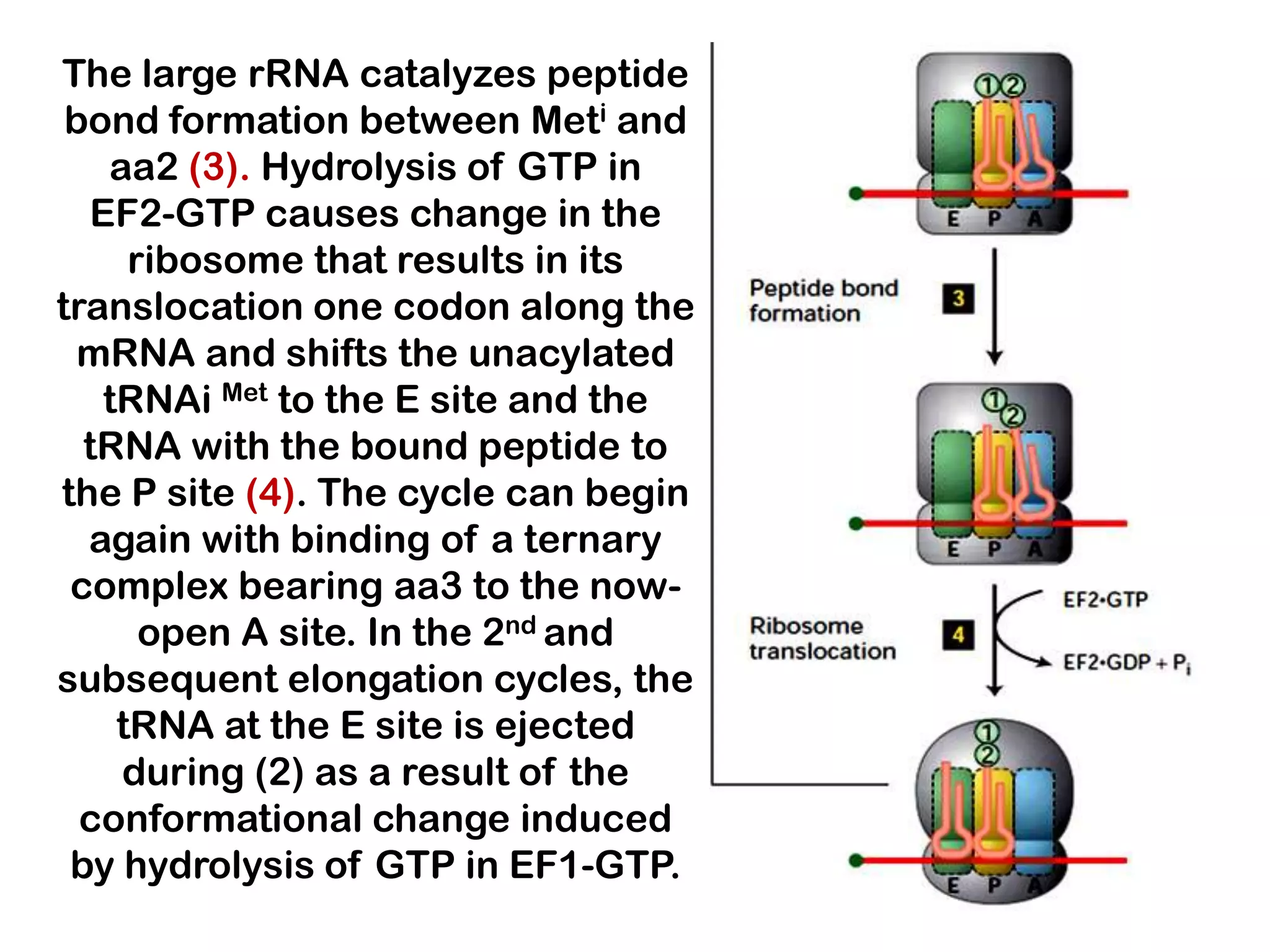 The large rRNA catalyzes peptide
 bond formation between Meti and
   aa2 (3). Hydrolysis of GTP in
  EF2-GTP causes change in the
     ribosome that results in its
translocation one codon along the
  mRNA and shifts the unacylated
   tRNAi Met to the E site and the
  tRNA with the bound peptide to
the P site (4). The cycle can begin
  again with binding of a ternary
 complex bearing aa3 to the now-
      open A site. In the 2nd and
subsequent elongation cycles, the
    tRNA at the E site is ejected
    during (2) as a result of the
  conformational change induced
 by hydrolysis of GTP in EF1-GTP.
 