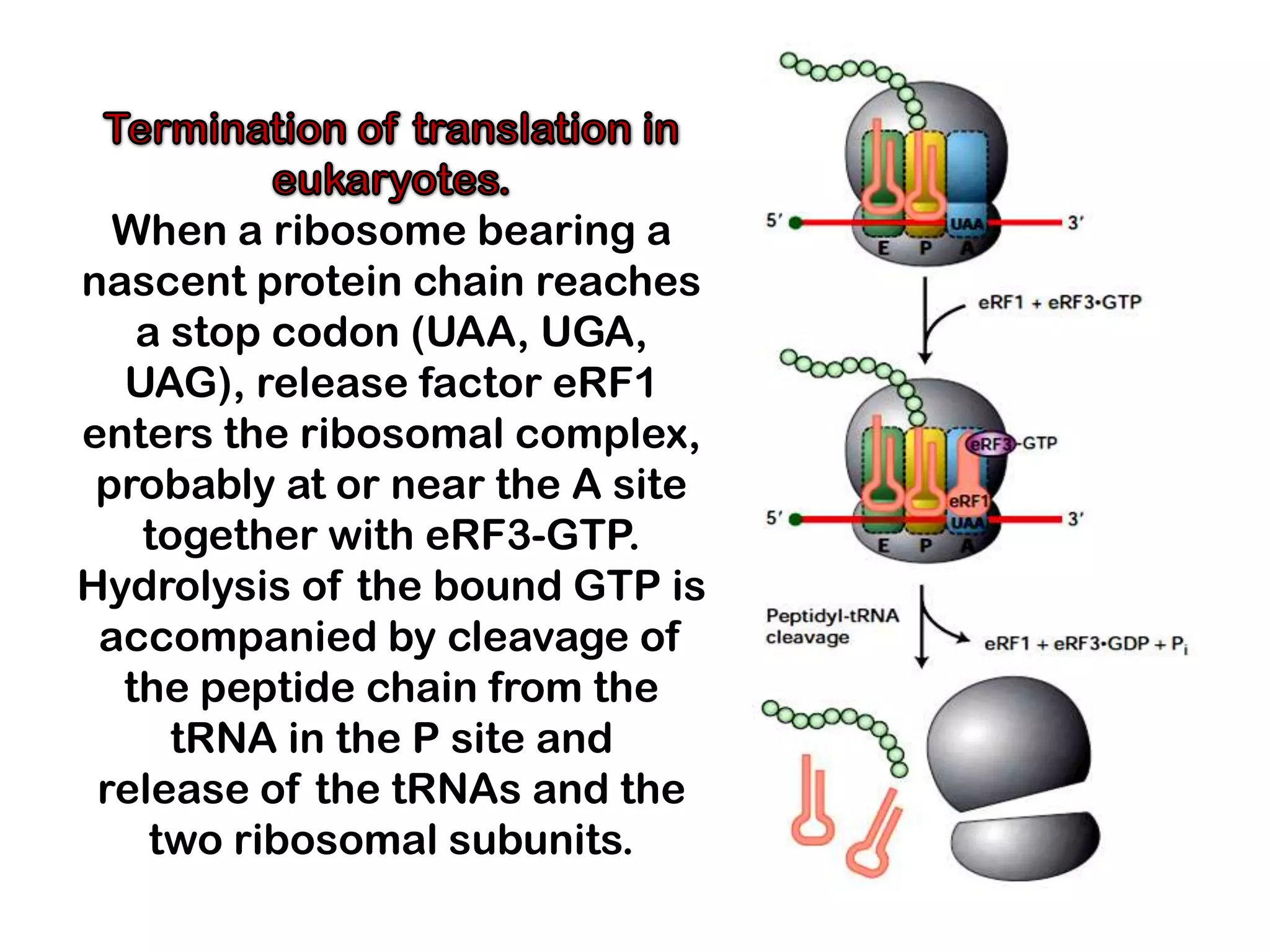 When a ribosome bearing a
nascent protein chain reaches
   a stop codon (UAA, UGA,
  UAG), release factor eRF1
enters the ribosomal complex,
 probably at or near the A site
   together with eRF3-GTP.
Hydrolysis of the bound GTP is
 accompanied by cleavage of
  the peptide chain from the
     tRNA in the P site and
 release of the tRNAs and the
    two ribosomal subunits.
 