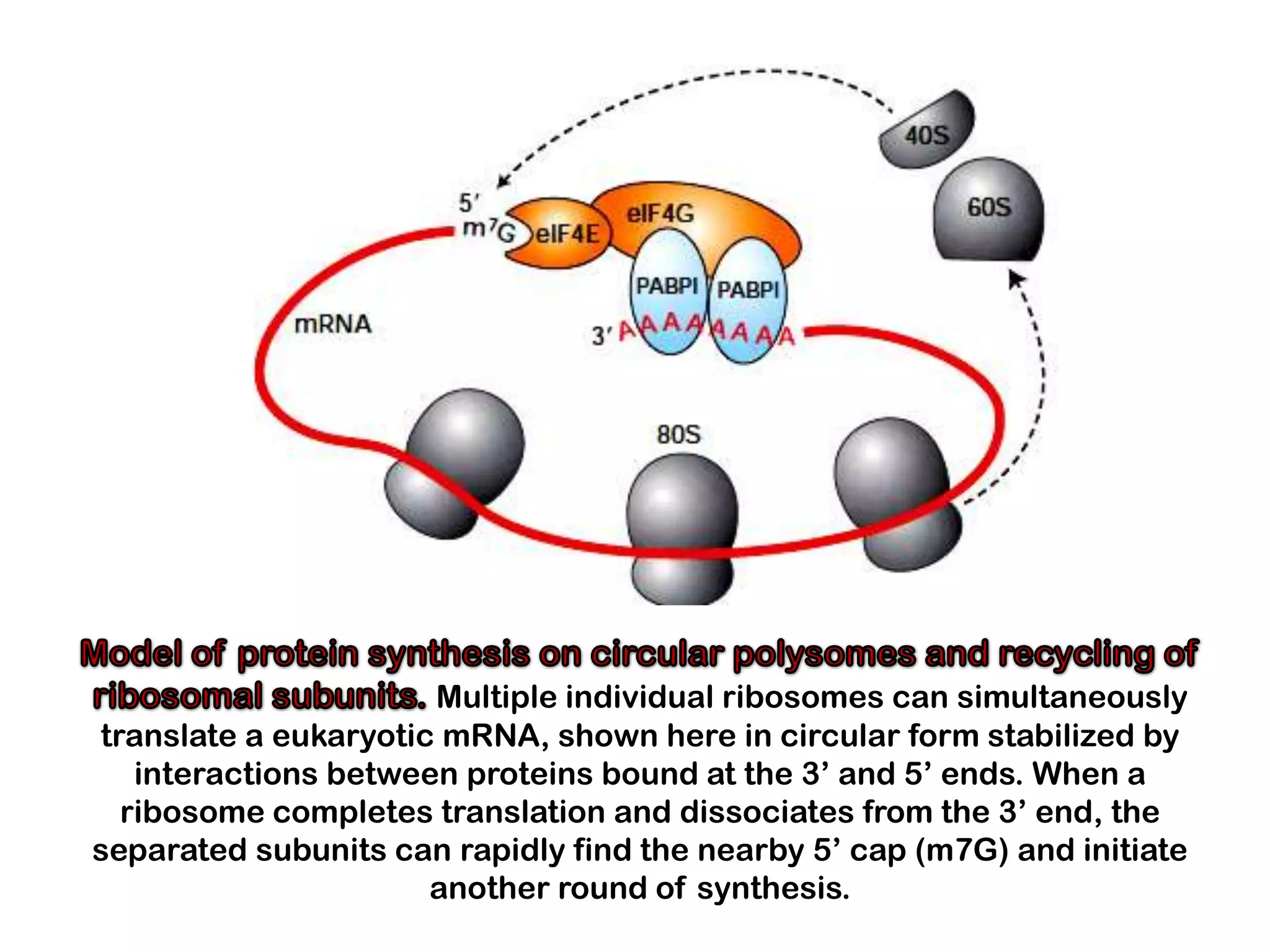 Multiple individual ribosomes can simultaneously
translate a eukaryotic mRNA, shown here in circular form stabilized by
   interactions between proteins bound at the 3’ and 5’ ends. When a
  ribosome completes translation and dissociates from the 3’ end, the
separated subunits can rapidly find the nearby 5’ cap (m7G) and initiate
                      another round of synthesis.
 