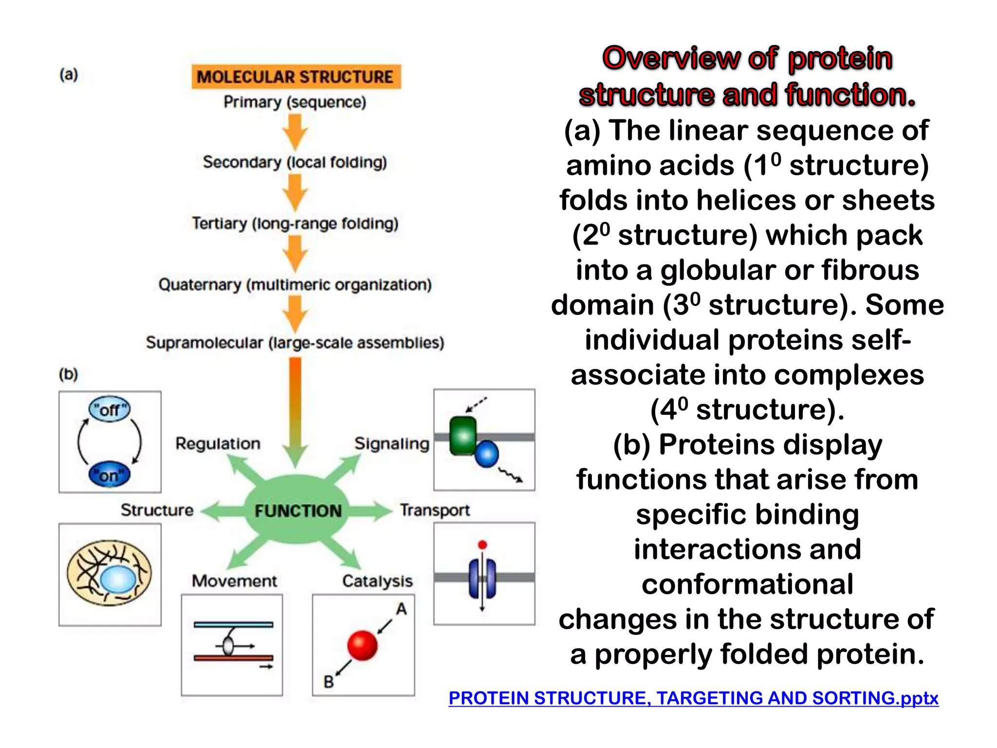 (a) The linear sequence of
          amino acids (10 structure)
         folds into helices or sheets
           (20 structure) which pack
           into a globular or fibrous
         domain (30 structure). Some
            individual proteins self-
           associate into complexes
                 (40 structure).
              (b) Proteins display
           functions that arise from
                specific binding
                interactions and
                 conformational
         changes in the structure of
           a properly folded protein.
PROTEIN STRUCTURE, TARGETING AND SORTING.pptx
 