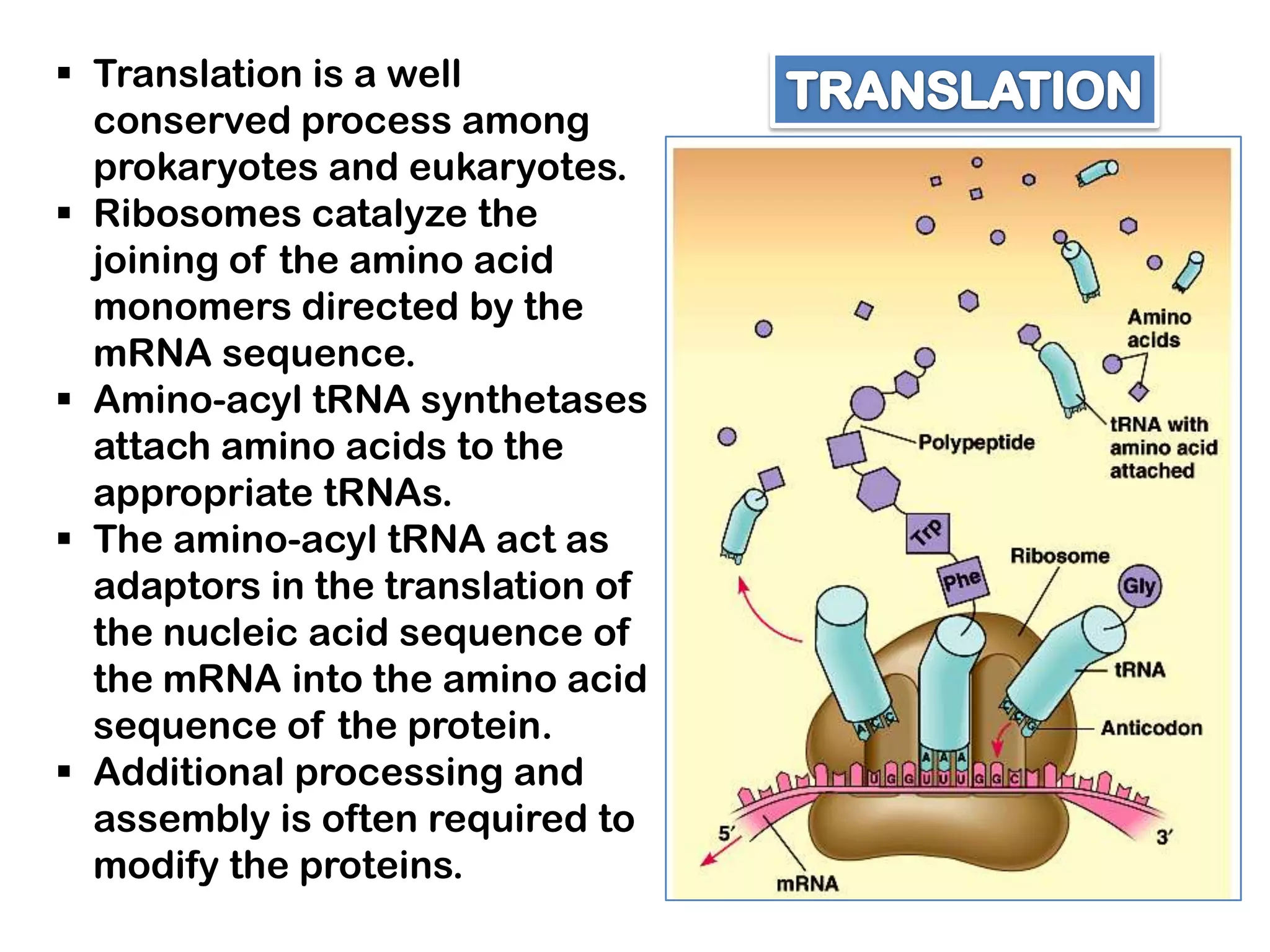  Translation is a well
  conserved process among
  prokaryotes and eukaryotes.
 Ribosomes catalyze the
  joining of the amino acid
  monomers directed by the
  mRNA sequence.
 Amino-acyl tRNA synthetases
  attach amino acids to the
  appropriate tRNAs.
 The amino-acyl tRNA act as
  adaptors in the translation of
  the nucleic acid sequence of
  the mRNA into the amino acid
  sequence of the protein.
 Additional processing and
  assembly is often required to
  modify the proteins.
 