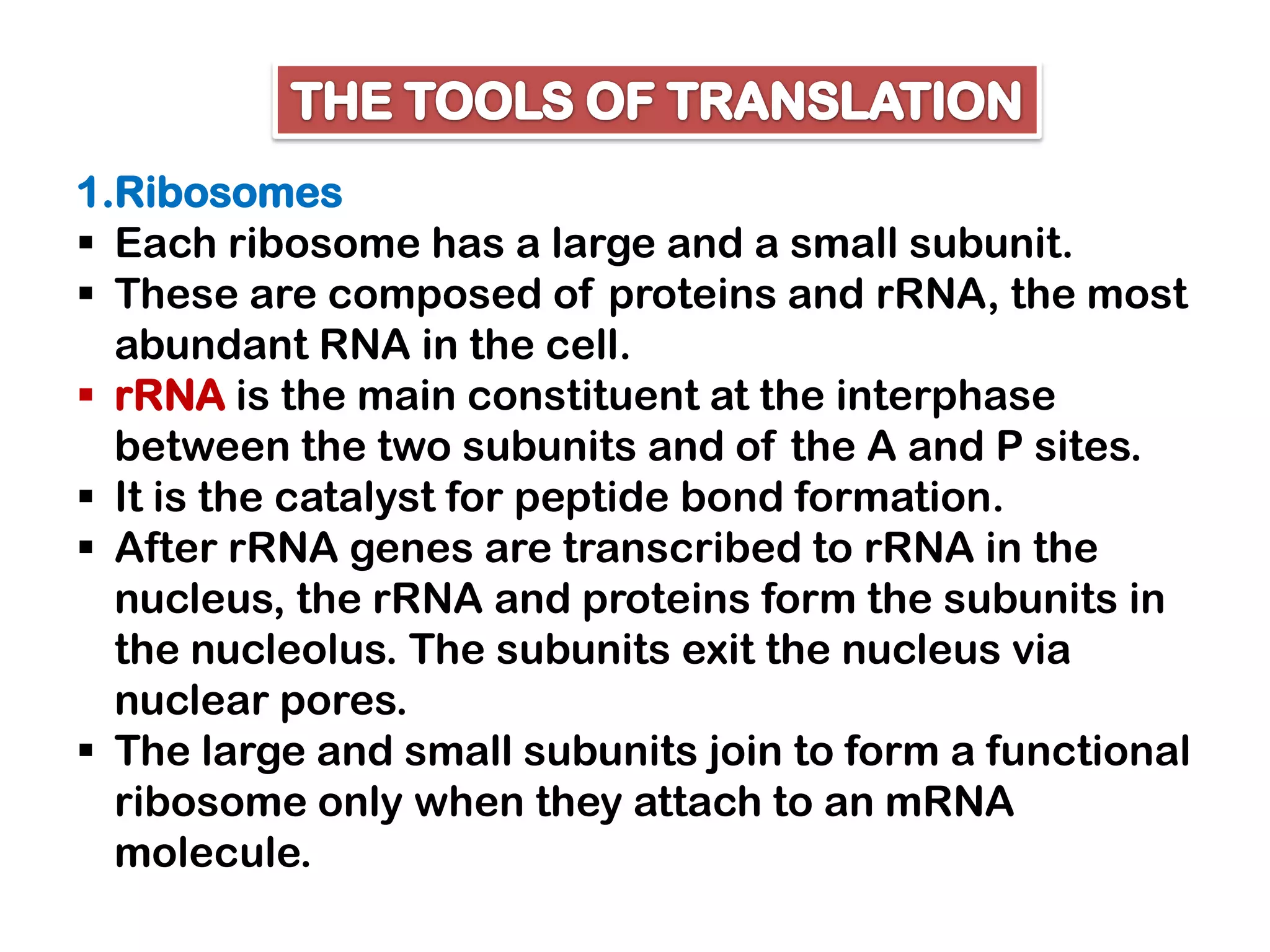 1.Ribosomes
 Each ribosome has a large and a small subunit.
 These are composed of proteins and rRNA, the most
  abundant RNA in the cell.
 rRNA is the main constituent at the interphase
  between the two subunits and of the A and P sites.
 It is the catalyst for peptide bond formation.
 After rRNA genes are transcribed to rRNA in the
  nucleus, the rRNA and proteins form the subunits in
  the nucleolus. The subunits exit the nucleus via
  nuclear pores.
 The large and small subunits join to form a functional
  ribosome only when they attach to an mRNA
  molecule.
 