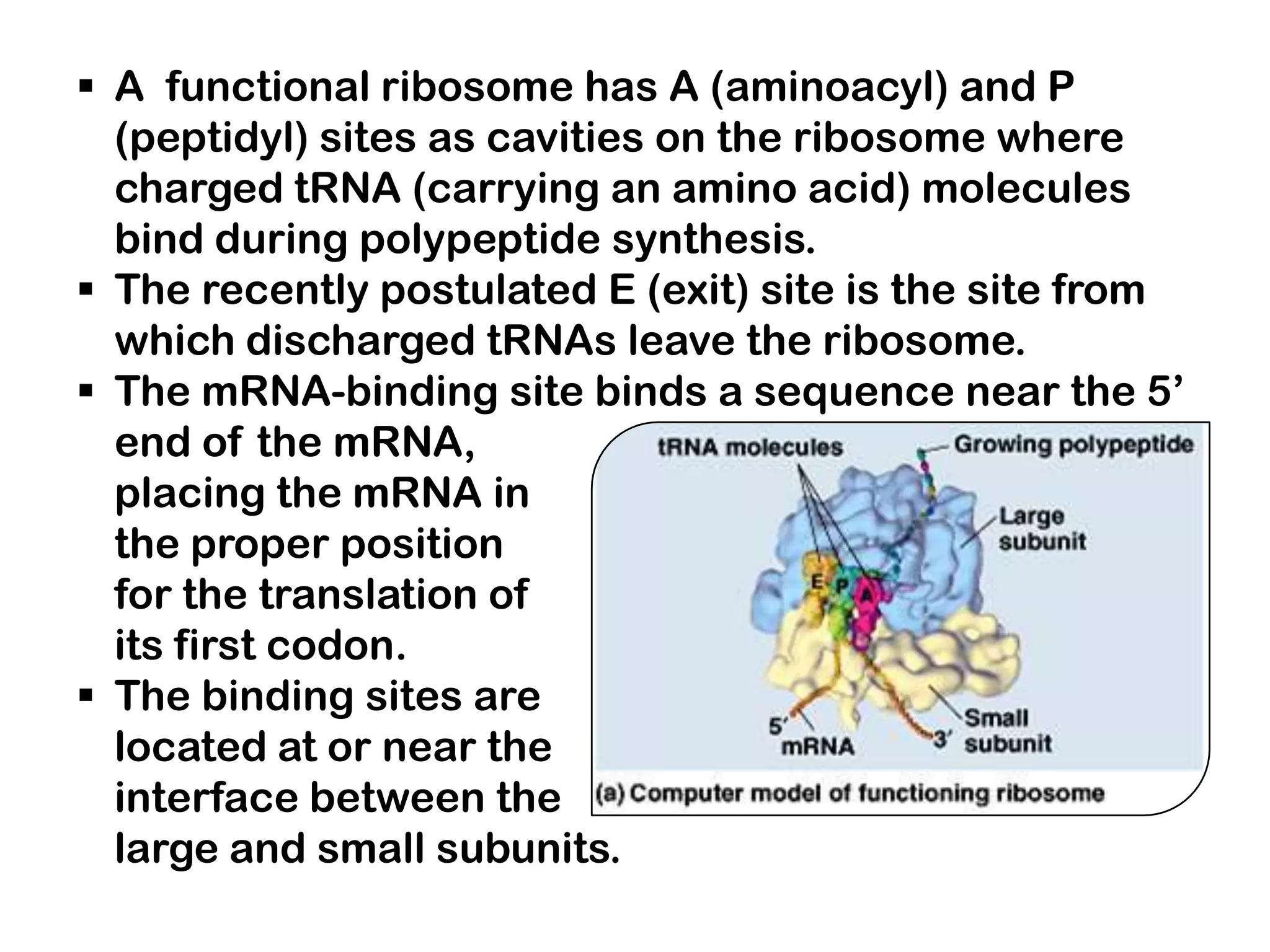  A functional ribosome has A (aminoacyl) and P
  (peptidyl) sites as cavities on the ribosome where
  charged tRNA (carrying an amino acid) molecules
  bind during polypeptide synthesis.
 The recently postulated E (exit) site is the site from
  which discharged tRNAs leave the ribosome.
 The mRNA-binding site binds a sequence near the 5’
  end of the mRNA,
  placing the mRNA in
  the proper position
  for the translation of
  its first codon.
 The binding sites are
  located at or near the
  interface between the
  large and small subunits.
 