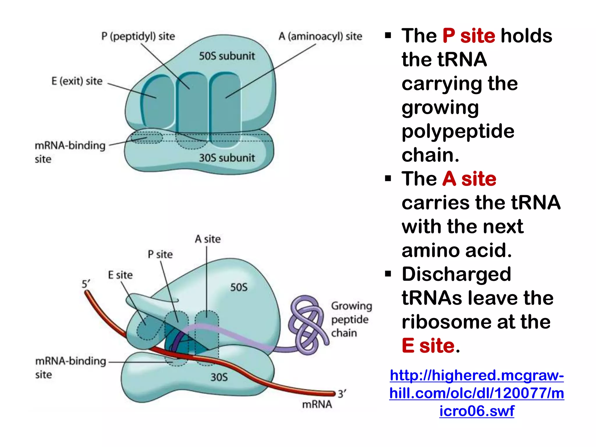 The P site holds
  the tRNA
  carrying the
  growing
  polypeptide
  chain.
 The A site
  carries the tRNA
  with the next
  amino acid.
 Discharged
  tRNAs leave the
  ribosome at the
  E site.
http://highered.mcgraw-
hill.com/olc/dl/120077/m
        icro06.swf
 
