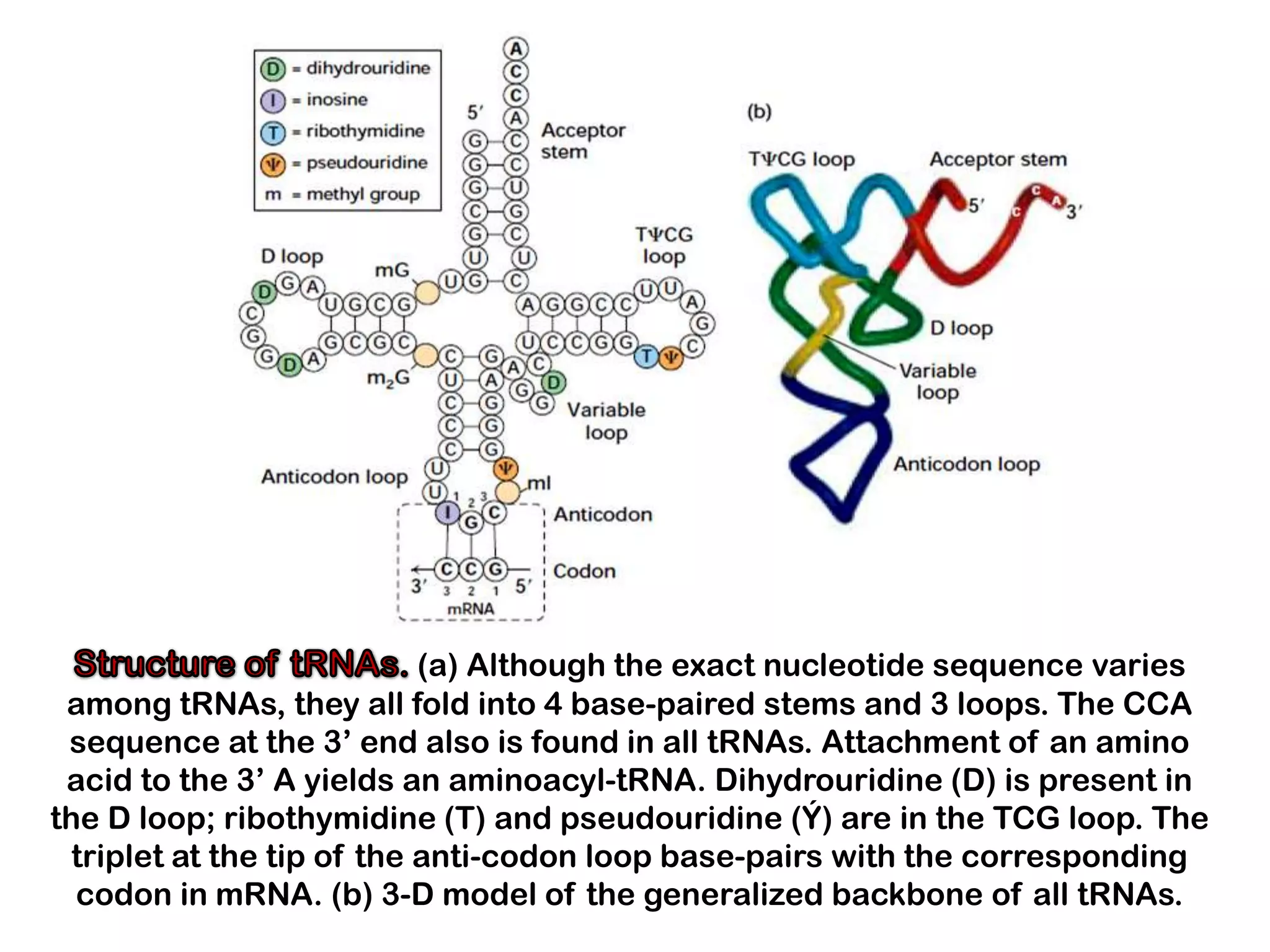 (a) Although the exact nucleotide sequence varies
 among tRNAs, they all fold into 4 base-paired stems and 3 loops. The CCA
 sequence at the 3’ end also is found in all tRNAs. Attachment of an amino
 acid to the 3’ A yields an aminoacyl-tRNA. Dihydrouridine (D) is present in
the D loop; ribothymidine (T) and pseudouridine (Ý) are in the TCG loop. The
  triplet at the tip of the anti-codon loop base-pairs with the corresponding
  codon in mRNA. (b) 3-D model of the generalized backbone of all tRNAs.
 