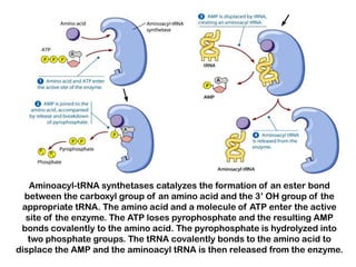 Aminoacyl-tRNA synthetases catalyzes the formation of an ester bond
  between the carboxyl group of an amino acid and the 3’ OH group of the
 appropriate tRNA. The amino acid and a molecule of ATP enter the active
  site of the enzyme. The ATP loses pyrophosphate and the resulting AMP
 bonds covalently to the amino acid. The pyrophosphate is hydrolyzed into
   two phosphate groups. The tRNA covalently bonds to the amino acid to
displace the AMP and the aminoacyl tRNA is then released from the enzyme.
 