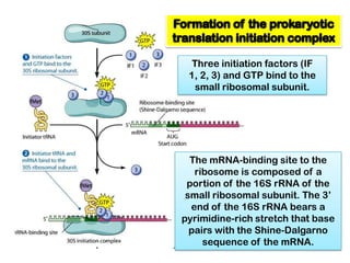Three initiation factors (IF
 1, 2, 3) and GTP bind to the
   small ribosomal subunit.




  The mRNA-binding site to the
   ribosome is composed of a
 portion of the 16S rRNA of the
 small ribosomal subunit. The 3’
  end of the 16S rRNA bears a
pyrimidine-rich stretch that base
  pairs with the Shine-Dalgarno
     sequence of the mRNA.
 