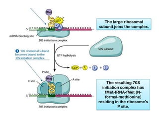 The large ribosomal
subunit joins the complex.




     The resulting 70S
  initiation complex has
    fMet-tRNA-fMet (N-
    formyl-methionine)
residing in the ribosome's
           P site.
 