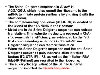  The Shine- Dalgarno sequence in E. coli is
  AGGAGGU, which helps recruit the ribosome to the
  mRNA to initiate protein synthesis by aligning it with the
  start codon.
 The complementary sequence (UCCUCC) is located at
  the 3' end of the 16S rRNA in the ribosome.
 Mutations in the Shine-Dalgarno sequence can reduce
  translation. This reduction is due to a reduced mRNA-
  ribosome pairing efficiency, as evidenced by the fact
  that complementary mutations in the anti-Shine-
  Dalgarno sequence can restore translation.
 When the Shine-Dalgarno sequence and the anti-Shine-
  Dalgarno sequence pair, the translation initiation
  factors IF2-GTP, IF1, IF3, as well as the initiator tRNA
  fMet-tRNA(fmet) are recruited to the ribosome.
 The eukaryotic equivalent of the Shine-Dalgarno
  sequence is called the Kozak sequence.
 