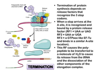  Termination of protein
  synthesis depends on
  release factors that
  recognize the 3 stop
  codons.
 When a stop arrives at the
  A site, it is recognized and
  bound by a protein release
  factor (RF1 = UAA or UAG
  RF2 = UAA or UGA
  RF3 = a GTPase like EF-Tu
  and binds in a similar A-site
  location).
 This RF causes the poly-
  peptide to be transferred to
  a molecule of H2O to cause
  its release from the tRNA
  and the dissociation of the
  other components of the
  elongation complex.
 