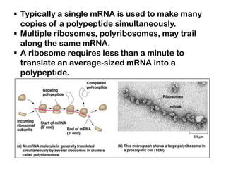  Typically a single mRNA is used to make many
  copies of a polypeptide simultaneously.
 Multiple ribosomes, polyribosomes, may trail
  along the same mRNA.
 A ribosome requires less than a minute to
  translate an average-sized mRNA into a
  polypeptide.
 