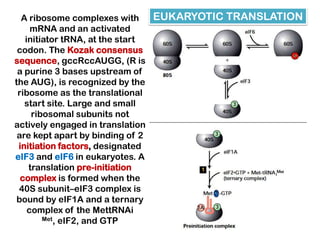 A ribosome complexes with     EUKARYOTIC TRANSLATION
     mRNA and an activated
   initiator tRNA, at the start
 codon. The Kozak consensus
sequence, gccRccAUGG, (R is
 a purine 3 bases upstream of
the AUG), is recognized by the
 ribosome as the translational
   start site. Large and small
     ribosomal subunits not
actively engaged in translation
 are kept apart by binding of 2
 initiation factors, designated
eIF3 and eIF6 in eukaryotes. A
    translation pre-initiation
  complex is formed when the
 40S subunit–eIF3 complex is
 bound by eIF1A and a ternary
    complex of the MettRNAi
        Met, eIF2, and GTP
 