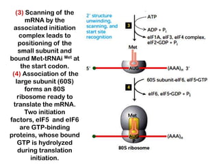 (3) Scanning of the
      mRNA by the
  associated initiation
    complex leads to
   positioning of the
   small subunit and
bound Met-tRNAi Met at
    the start codon.
 (4) Association of the
  large subunit (60S)
      forms an 80S
   ribosome ready to
 translate the mRNA.
      Two initiation
factors, eIF5 and eIF6
    are GTP-binding
proteins, whose bound
   GTP is hydrolyzed
   during translation
        initiation.
 
