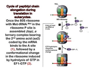 .
 Once the 80S ribosome
with Met-tRNAi Met in the
    ribosome P site is
    assembled (top), a
ternary complex bearing
 the 2nd amino acid (aa2)
   coded by the mRNA
    binds to the A site
     (1), followed by a
  conformational change
in the ribosome induced
  by hydrolysis of GTP in
       EF1-GTP (2).
 