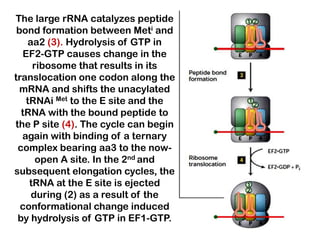 The large rRNA catalyzes peptide
 bond formation between Meti and
   aa2 (3). Hydrolysis of GTP in
  EF2-GTP causes change in the
     ribosome that results in its
translocation one codon along the
  mRNA and shifts the unacylated
   tRNAi Met to the E site and the
  tRNA with the bound peptide to
the P site (4). The cycle can begin
  again with binding of a ternary
 complex bearing aa3 to the now-
      open A site. In the 2nd and
subsequent elongation cycles, the
    tRNA at the E site is ejected
    during (2) as a result of the
  conformational change induced
 by hydrolysis of GTP in EF1-GTP.
 