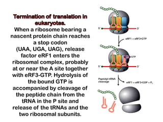 When a ribosome bearing a
nascent protein chain reaches
          a stop codon
   (UAA, UGA, UAG), release
     factor eRF1 enters the
 ribosomal complex, probably
 at or near the A site together
 with eRF3-GTP. Hydrolysis of
        the bound GTP is
 accompanied by cleavage of
   the peptide chain from the
      tRNA in the P site and
 release of the tRNAs and the
    two ribosomal subunits.
 