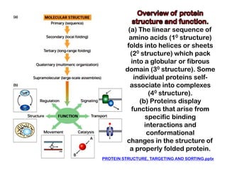 (a) The linear sequence of
          amino acids (10 structure)
         folds into helices or sheets
           (20 structure) which pack
           into a globular or fibrous
         domain (30 structure). Some
            individual proteins self-
           associate into complexes
                 (40 structure).
              (b) Proteins display
           functions that arise from
                specific binding
                interactions and
                 conformational
         changes in the structure of
           a properly folded protein.
PROTEIN STRUCTURE, TARGETING AND SORTING.pptx
 