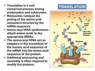  Translation is a well
  conserved process among
  prokaryotes and eukaryotes.
 Ribosomes catalyze the
  joining of the amino acid
  monomers directed by the
  mRNA sequence.
 Amino-acyl tRNA synthetases
  attach amino acids to the
  appropriate tRNAs.
 The amino-acyl tRNA act as
  adaptors in the translation of
  the nucleic acid sequence of
  the mRNA into the amino acid
  sequence of the protein.
 Additional processing and
  assembly is often required to
  modify the proteins.
 