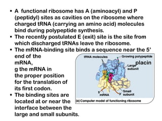  A functional ribosome has A (aminoacyl) and P
  (peptidyl) sites as cavities on the ribosome where
  charged tRNA (carrying an amino acid) molecules
  bind during polypeptide synthesis.
 The recently postulated E (exit) site is the site from
  which discharged tRNAs leave the ribosome.
 The mRNA-binding site binds a sequence near the 5’
  end of the
  mRNA,                                              placin
  g the mRNA in
  the proper position
  for the translation of
  its first codon.
 The binding sites are
  located at or near the
  interface between the
  large and small subunits.
 
