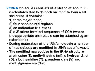 2.tRNA molecules consists of a strand of about 80
  nucleotides that folds back on itself to form a 3D
  structure. It contains:
  1) three major loops,
  2) four base-paired regions,
  3) an anticodon triplet and
  4) a 3’ prime terminal sequence of CCA (where
  the appropriate amino acid can be attached by an
  ester bond).
 During maturation of the tRNA molecule a number
  of nucleotides are modified in tRNA specific ways.
 The modified nucleotides in the tRNA structure
  are inosine (I), methylinosine (mI), dihydrouridine
  (D), ribothymidine (T), pseudouridine (¥) and
  methylguanosine (Gm).
 