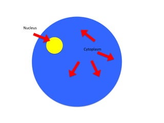 Nucleus




          Cytoplasm
 