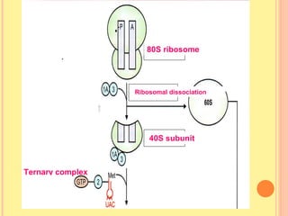 Translation | PPT