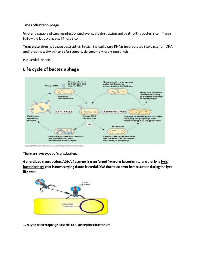 translation transcription and transduction translation and transcription
