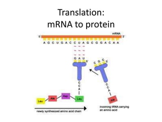 Translation:
mRNA to protein
 