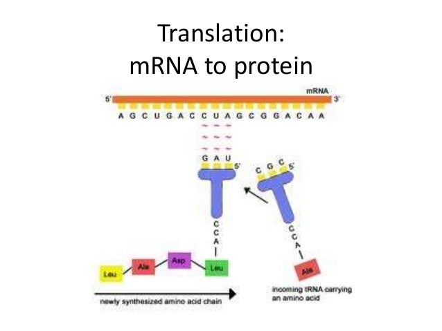translation biology translation