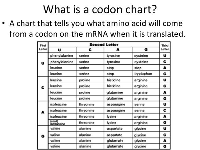 Amino Acid Translation Chart