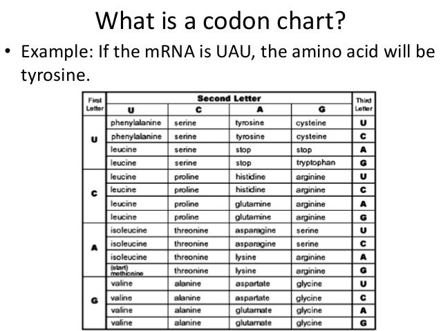 Codon Chart Definition