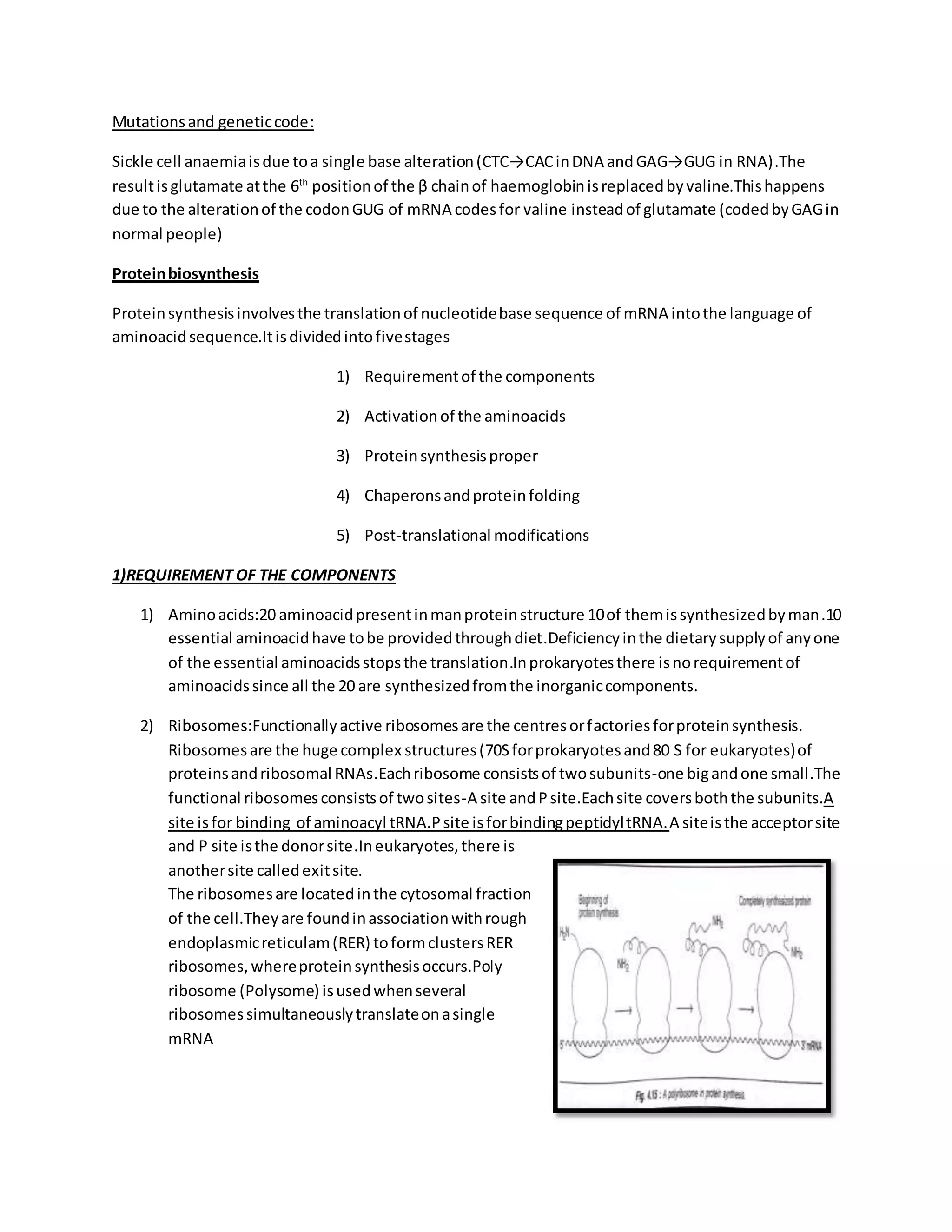 Translation in prokaryotes and eukaryotes | DOCX