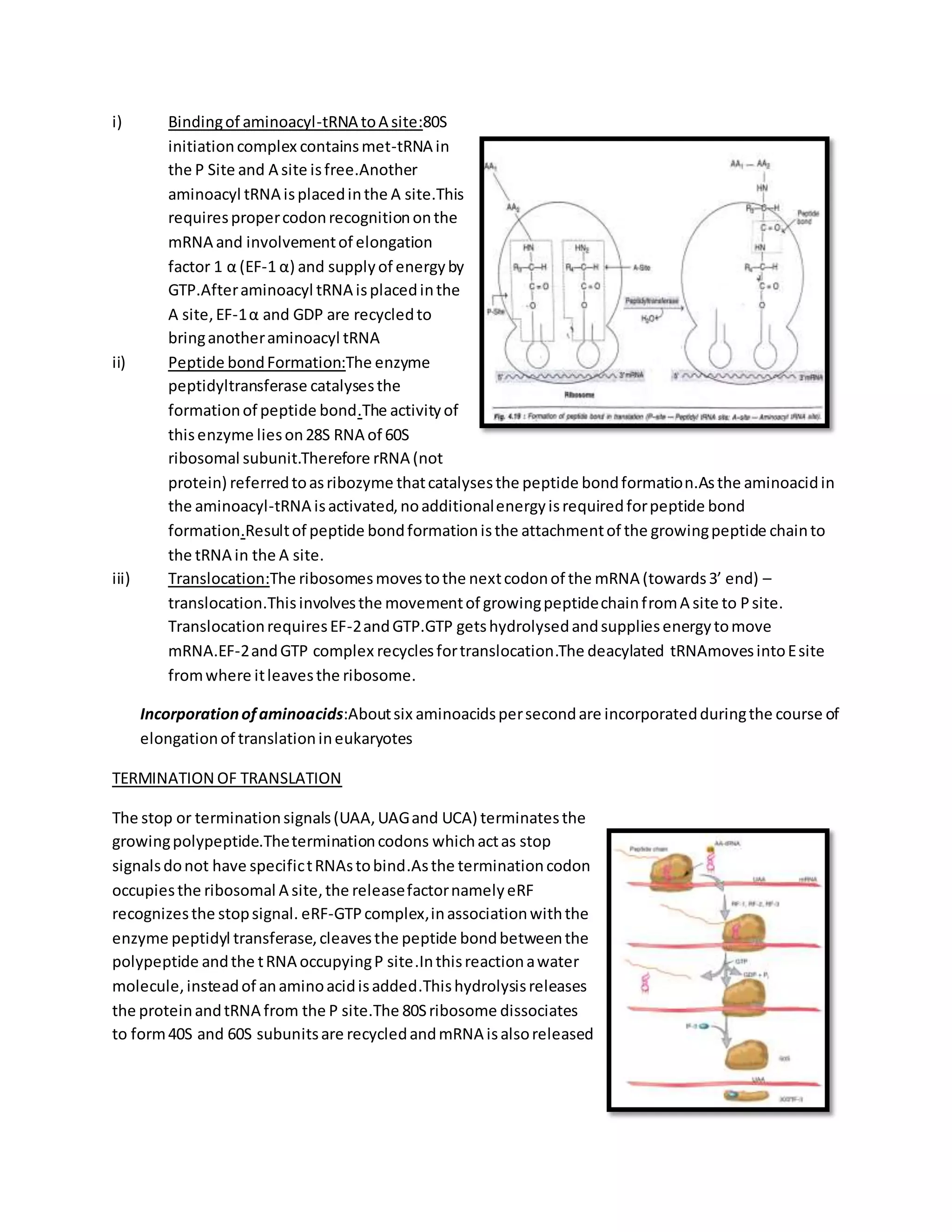 Translation in prokaryotes and eukaryotes | DOCX