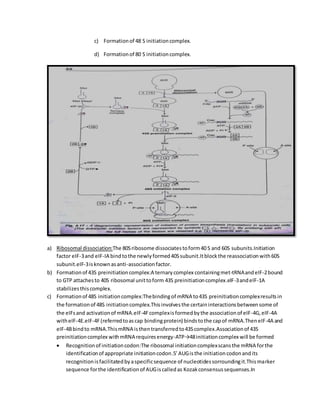 Translation in prokaryotes and eukaryotes | DOCX