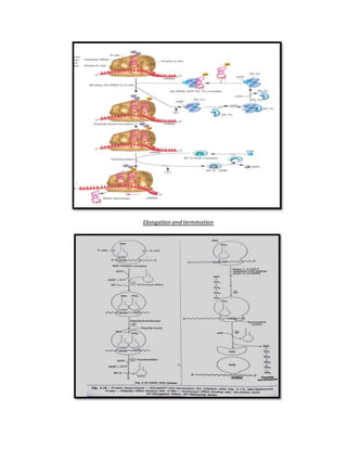 Translation in prokaryotes and eukaryotes | DOCX