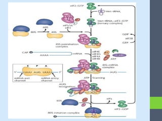 Translation in Eukaryotes. | PPTX