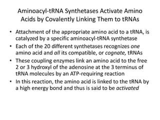 Aminoacyl-tRNA Synthetases Activate Amino
Acids by Covalently Linking Them to tRNAs
• Attachment of the appropriate amino acid to a tRNA, is
catalyzed by a specific aminoacyl-tRNA synthetase
• Each of the 20 different synthetases recognizes one
amino acid and all its compatible, or cognate, tRNAs
• These coupling enzymes link an amino acid to the free
2 or 3 hydroxyl of the adenosine at the 3 terminus of
tRNA molecules by an ATP-requiring reaction
• In this reaction, the amino acid is linked to the tRNA by
a high energy bond and thus is said to be activated
 