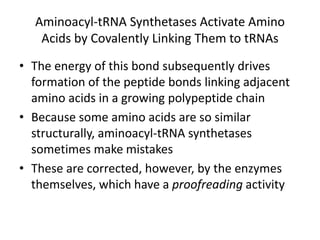 Aminoacyl-tRNA Synthetases Activate Amino
Acids by Covalently Linking Them to tRNAs
• The energy of this bond subsequently drives
formation of the peptide bonds linking adjacent
amino acids in a growing polypeptide chain
• Because some amino acids are so similar
structurally, aminoacyl-tRNA synthetases
sometimes make mistakes
• These are corrected, however, by the enzymes
themselves, which have a proofreading activity
 