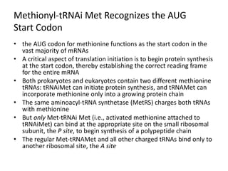 Methionyl-tRNAi Met Recognizes the AUG
Start Codon
• the AUG codon for methionine functions as the start codon in the
vast majority of mRNAs
• A critical aspect of translation initiation is to begin protein synthesis
at the start codon, thereby establishing the correct reading frame
for the entire mRNA
• Both prokaryotes and eukaryotes contain two different methionine
tRNAs: tRNAiMet can initiate protein synthesis, and tRNAMet can
incorporate methionine only into a growing protein chain
• The same aminoacyl-tRNA synthetase (MetRS) charges both tRNAs
with methionine
• But only Met-tRNAi Met (i.e., activated methionine attached to
tRNAiMet) can bind at the appropriate site on the small ribosomal
subunit, the P site, to begin synthesis of a polypeptide chain
• The regular Met-tRNAMet and all other charged tRNAs bind only to
another ribosomal site, the A site
 