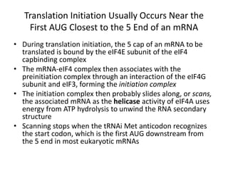 Translation Initiation Usually Occurs Near the
First AUG Closest to the 5 End of an mRNA
• During translation initiation, the 5 cap of an mRNA to be
translated is bound by the eIF4E subunit of the eIF4
capbinding complex
• The mRNA-eIF4 complex then associates with the
preinitiation complex through an interaction of the eIF4G
subunit and eIF3, forming the initiation complex
• The initiation complex then probably slides along, or scans,
the associated mRNA as the helicase activity of eIF4A uses
energy from ATP hydrolysis to unwind the RNA secondary
structure
• Scanning stops when the tRNAi Met anticodon recognizes
the start codon, which is the first AUG downstream from
the 5 end in most eukaryotic mRNAs
 