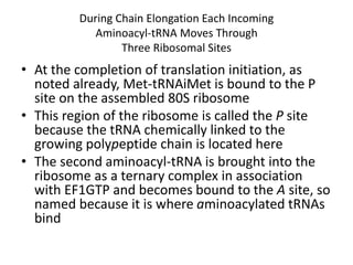 During Chain Elongation Each Incoming
Aminoacyl-tRNA Moves Through
Three Ribosomal Sites
• At the completion of translation initiation, as
noted already, Met-tRNAiMet is bound to the P
site on the assembled 80S ribosome
• This region of the ribosome is called the P site
because the tRNA chemically linked to the
growing polypeptide chain is located here
• The second aminoacyl-tRNA is brought into the
ribosome as a ternary complex in association
with EF1GTP and becomes bound to the A site, so
named because it is where aminoacylated tRNAs
bind
 